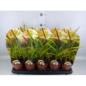 Tuinkruiden   ...mix