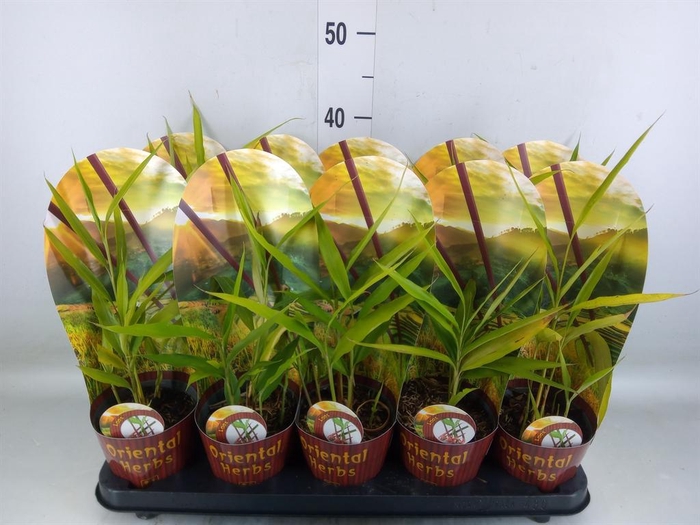 <h4>Tuinkruiden   ...mix</h4>