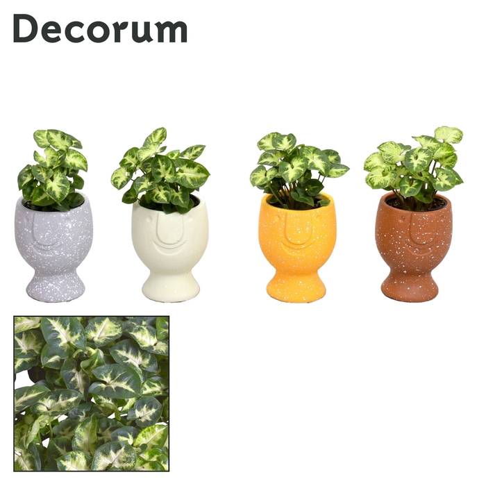 <h4>Syngonium Pixie 7 cm in Facepot Pepijn Yellow (Decorum)</h4>