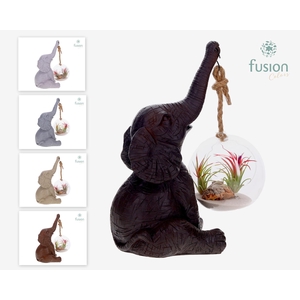 Dieren Olifant Large met Tillandsia in glas