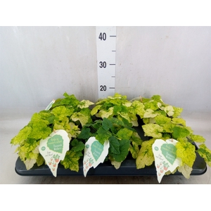 Tolmiea menziesii   ...variegated