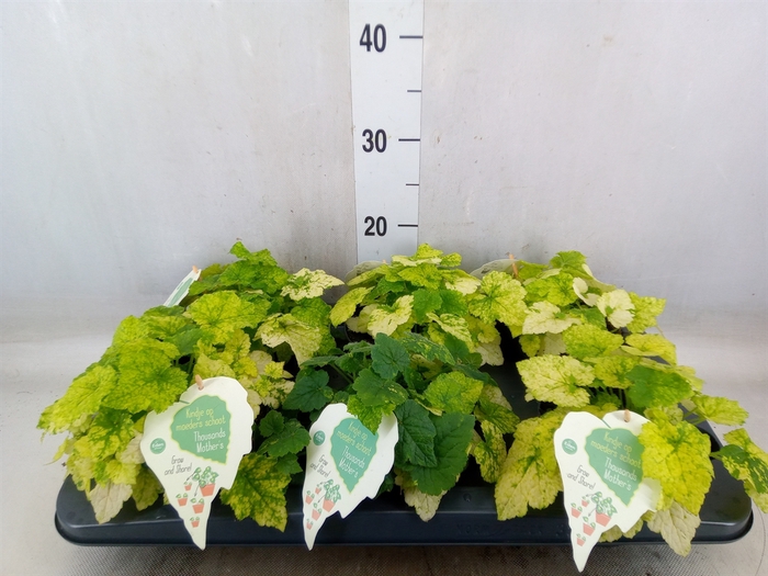 <h4>Tolmiea menziesii   ...variegated</h4>