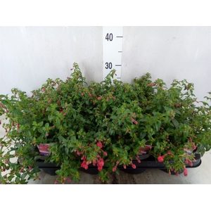 Fuchsia  'Tom Thumb'