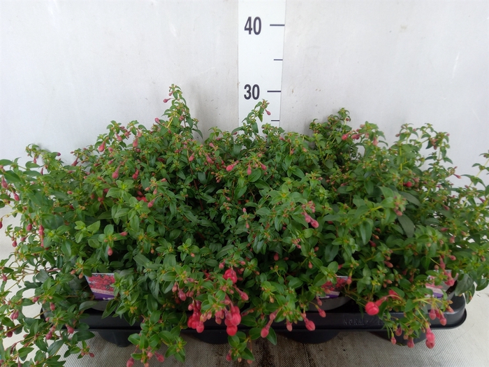 <h4>Fuchsia  'Tom Thumb'</h4>