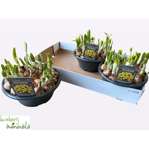 NARC C ADRIA GEERTRU