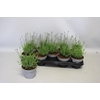 Overig 12 cm Lavendula ang. Essence Purple