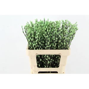 Salix Snowflake 60cm M. Green