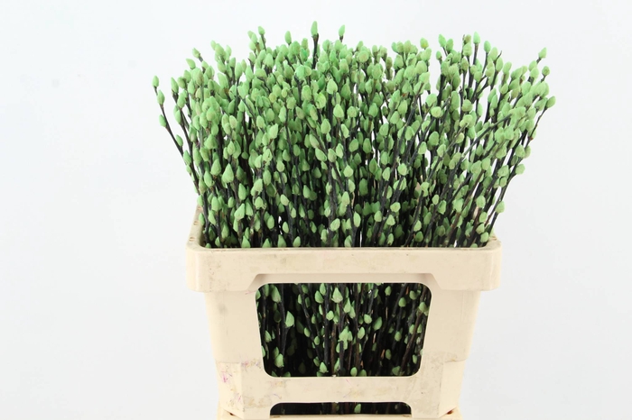 <h4>Salix Snowflake 60cm M. Green</h4>