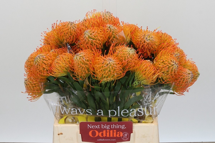 Nutans Ayoba Sun