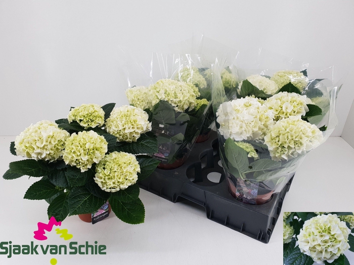 <h4>HYDR M HI ICE</h4>