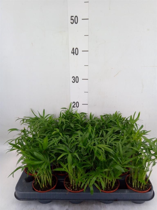 <h4>Chamaedorea elegans</h4>