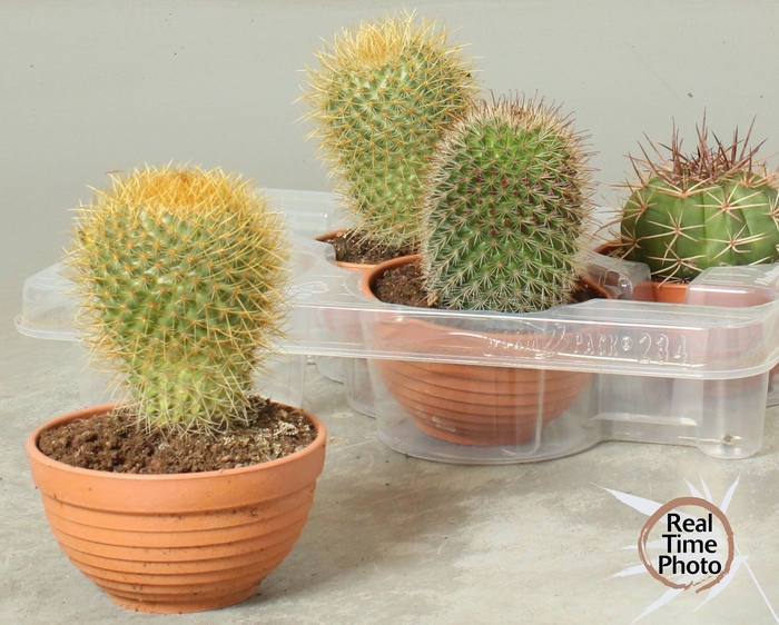 <h4>CACTUS OV</h4>