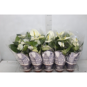 ANTHURIUM VARIADO P12