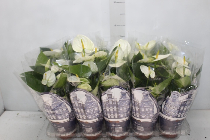 <h4>ANTHURIUM VARIADO P12</h4>