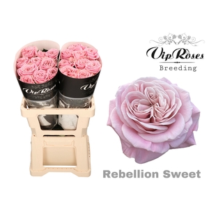 R GR VIP NEW REBELLION SWEET