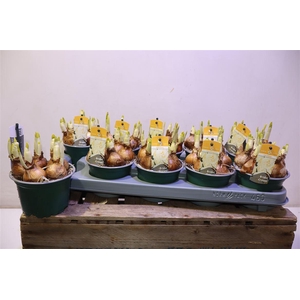 arr8 Narc D Bridal Crown