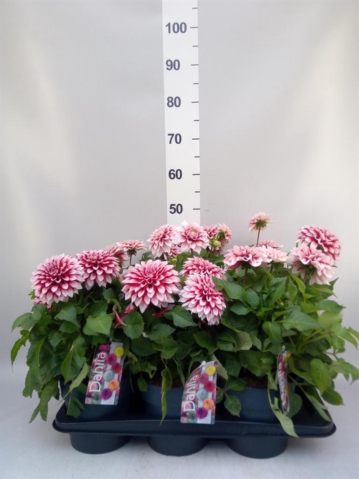 <h4>Dahlia DE 'Labella Grande Purple'</h4>