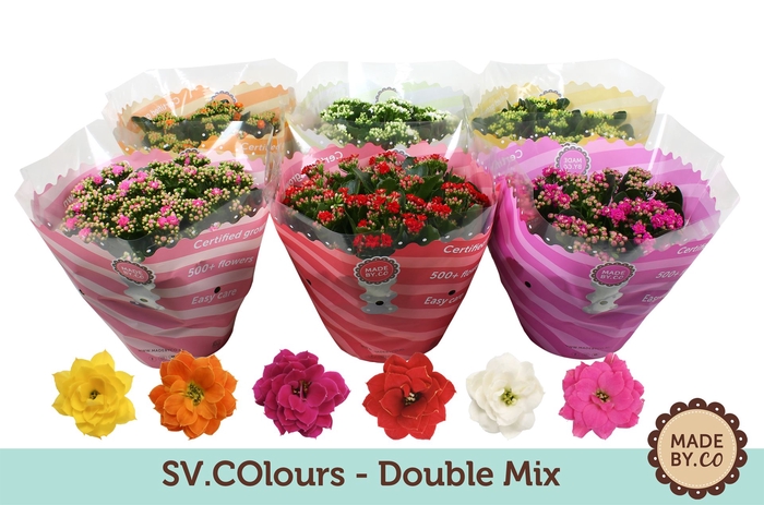 <h4>Kalanchoe blos.   ..rosebud mix  5</h4>