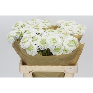 Scabiosa Scoop White