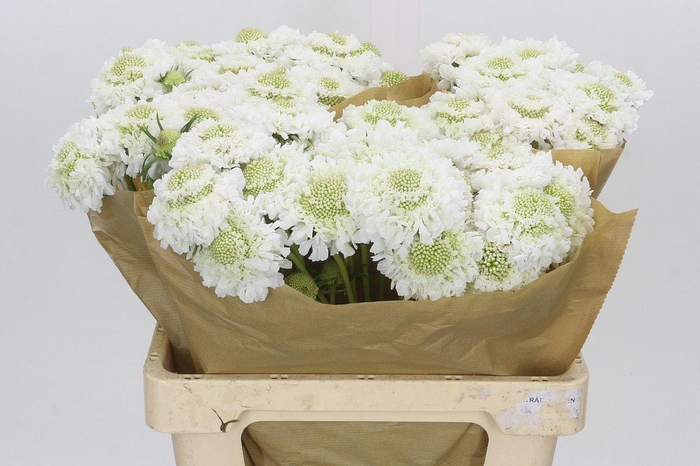 <h4>Scabiosa Scoop White</h4>