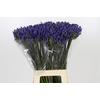 Agapanthus EYFORI Blue