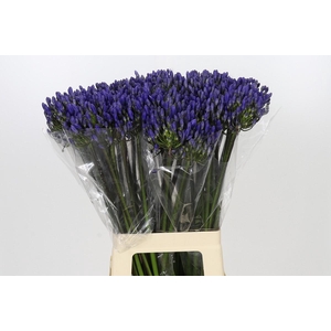 Agapanthus EYFORI Blue
