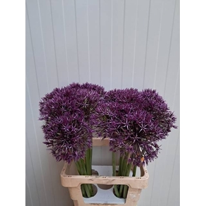 ALLIUM GROOTBLOEMIG