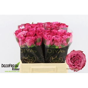 Rosa large country spirit blues