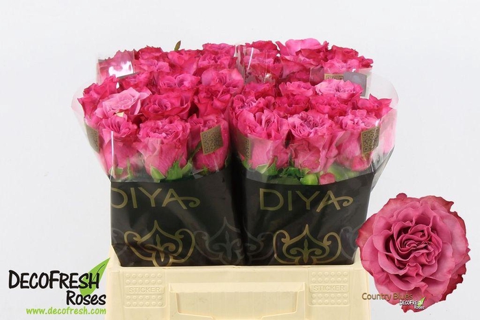 <h4>Rosa large country spirit blues</h4>