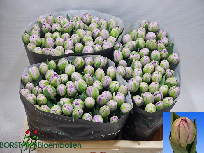 <h4>TU DU SAIGON DOUBLE</h4>