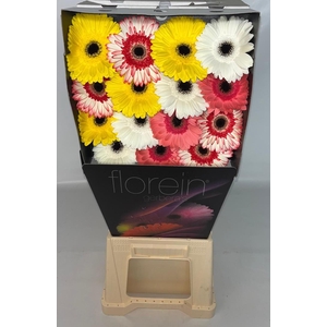 Gerbera Mix Orange Diamond