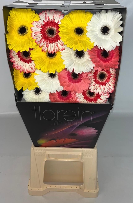 <h4>Gerbera Mix Orange Diamond</h4>