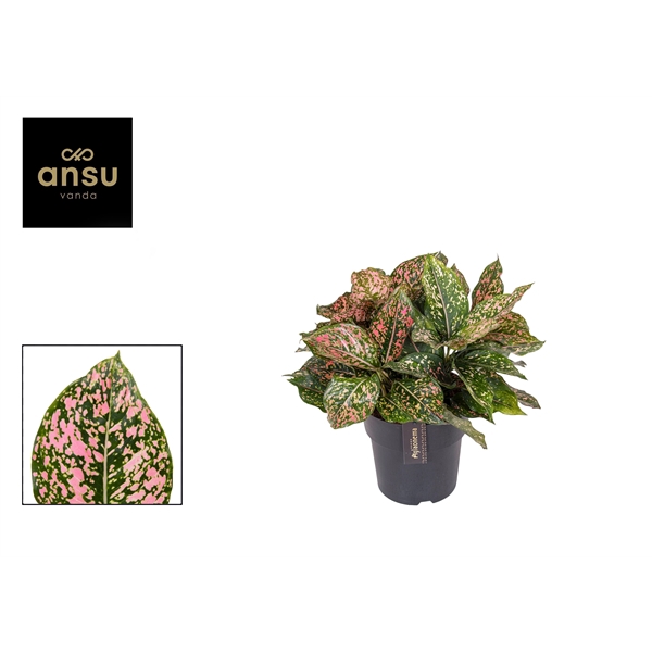 <h4>Aglaonema Pink Leopard</h4>