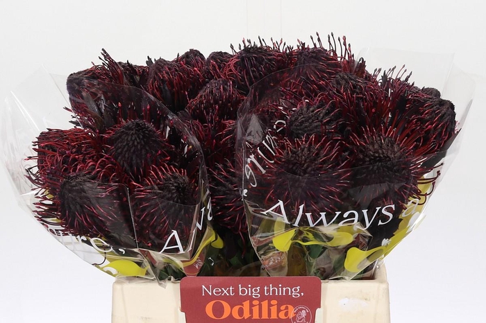 <h4>Nutans Painted Aubergine</h4>