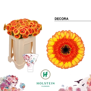 GE MI DECORA