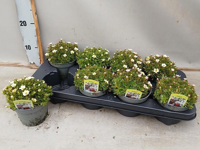 <h4>SAXIF AR TOUR WHITE</h4>