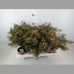 Chamelaucium unci.   ...