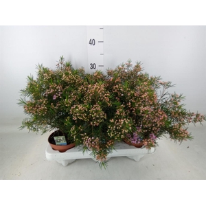 Chamelaucium unci.   ...