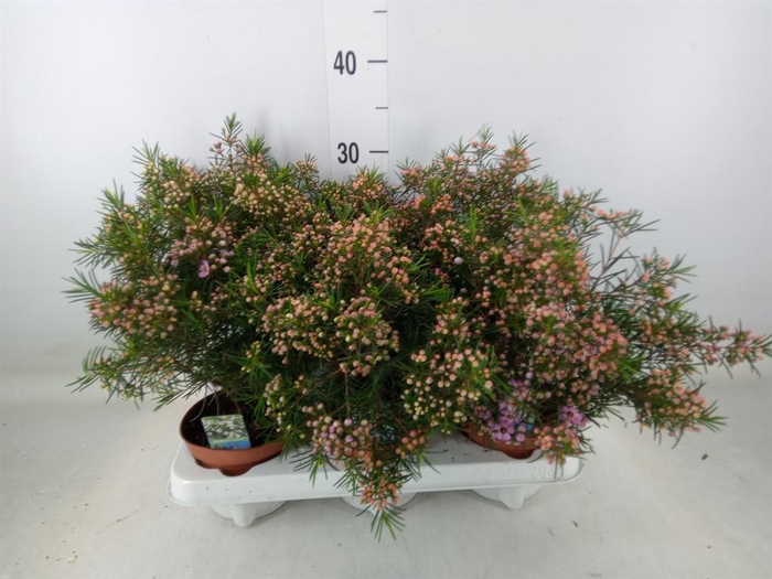 <h4>Chamelaucium unci.   ...</h4>