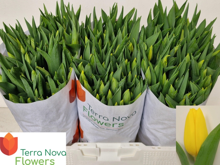 <h4>TU EN STRONG GOLD</h4>