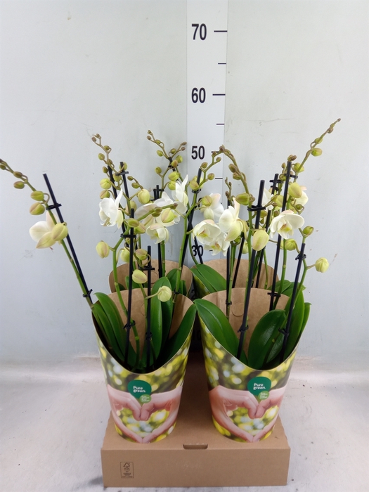 <h4>Phalaenopsis   ...white</h4>