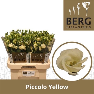 Eust Piccolo Yellow