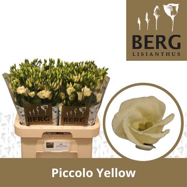 <h4>Eust Piccolo Yellow</h4>