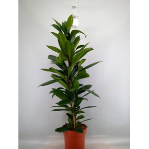 Ficus cyathistipula