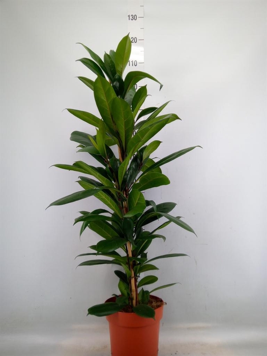 <h4>Ficus cyathistipula</h4>
