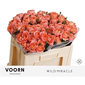 R Tr Wild Miracle Voorn
