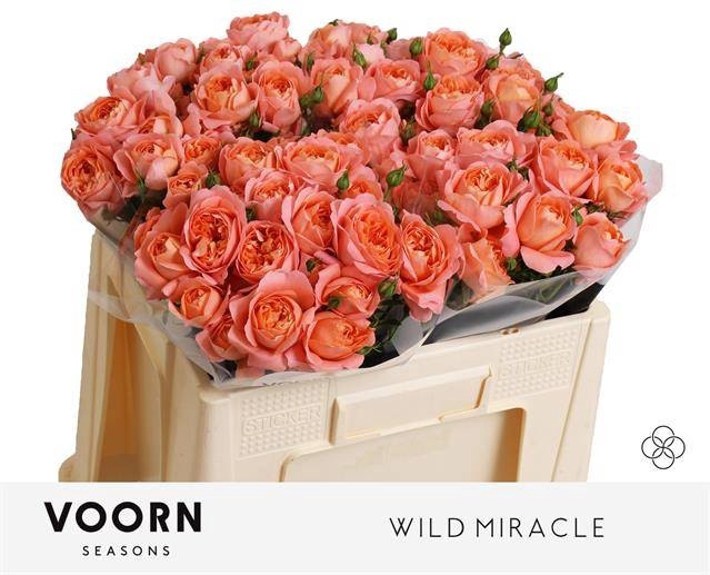 <h4>R TR WILD MIRACLE</h4>