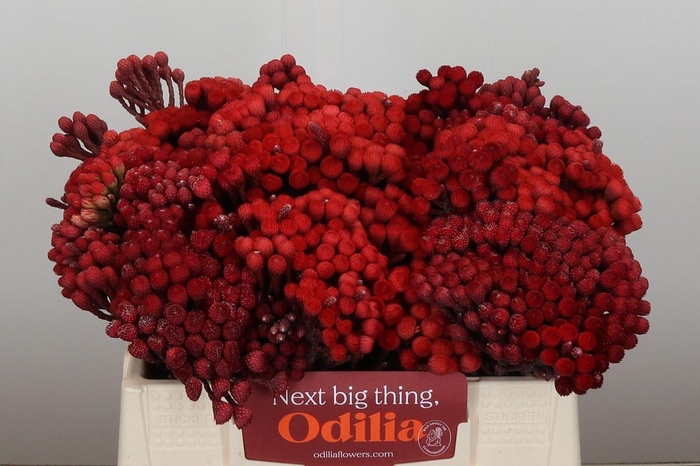 <h4>BRUN LA RED</h4>