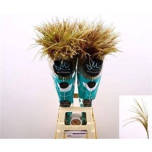 Miscanthus Sin White Cloud