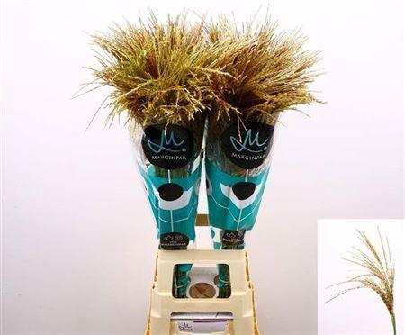 <h4>Miscanthus Sin White Cloud</h4>